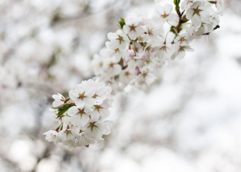 Blossoming Cherry Tree Blossoming Cherry Tree
