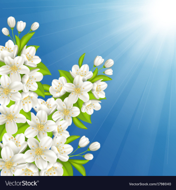 Blossoming cherry vector image Blossoming cherry vector image