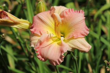 Blossoming Flower Head