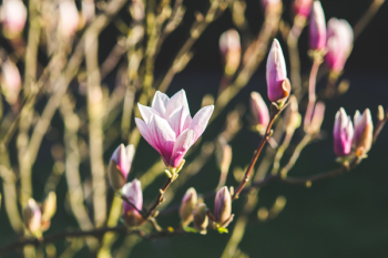 Blossoming of magnolia flowers in spring time Blossoming of magnolia flowers in spring time