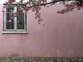 Blossoms on Tree near Building Wall