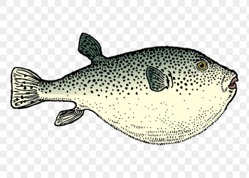 Blowfish png sticker, sea life | Free PNG - rawpixel