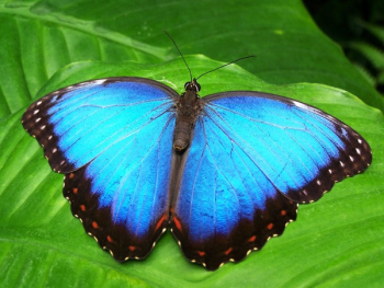 Blue and Black Butterfly Blue and Black Butterfly