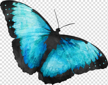 Blue and black butterfly illustration, Australian Butterfly Sanctuary Monarch butterfly , butterfly transparent background PNG clipart