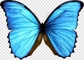 Blue and black butterfly , Monarch butterfly Morpho menelaus Morphinae Blue, blue butterfly transparent background PNG clipart
