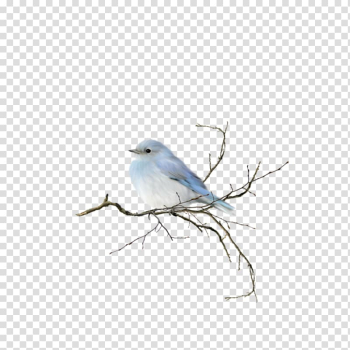 Blue and gray bird, Bird Watercolor painting , bird transparent background PNG clipart