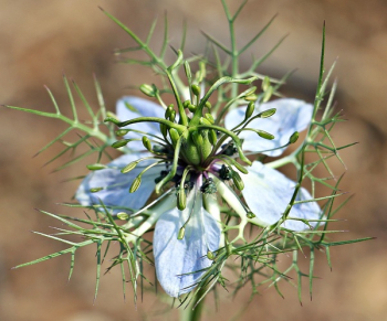 Blue and Green Flower Tilt Shift Lens Blue and Green Flower Tilt Shift Lens