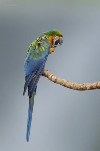Blue and Green Macaw Blue and Green Macaw