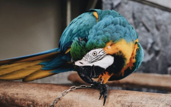blue and green macaw blue and green macaw