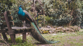 Blue and Green Peacock Blue and Green Peacock