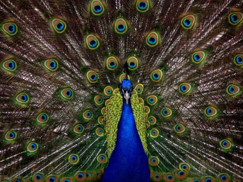 Blue and Green Peacock Blue and Green Peacock