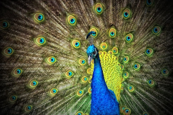 Blue and Green Peacock Blue and Green Peacock