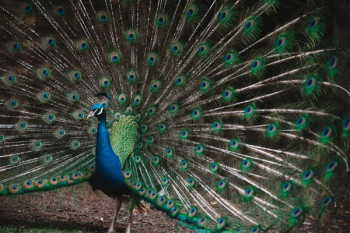 blue and green peacock blue and green peacock