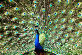 Blue and Green Peacock Blue and Green Peacock