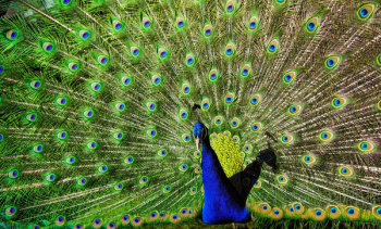 Blue and Green Peacock Blue and Green Peacock