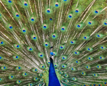 Blue and Green Peacock Blue and Green Peacock