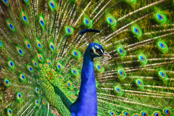 Blue And Green Peacock Blue And Green Peacock