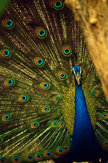 Blue and Green Peafowl Blue and Green Peafowl