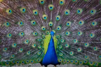 Blue and Green Peafowl Blue and Green Peafowl
