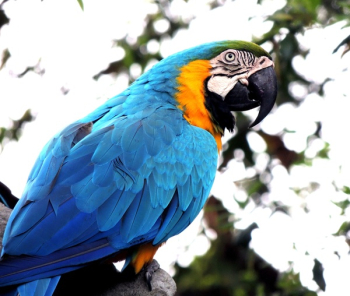 Blue and Orange Parrot on Branch Blue and Orange Parrot on Branch