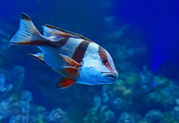 blue and red fish blue and red fish