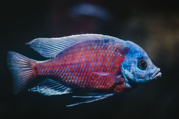 blue and red fish blue and red fish