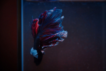 Blue and Red Fish Close-up Photography Blue and Red Fish Close-up Photography