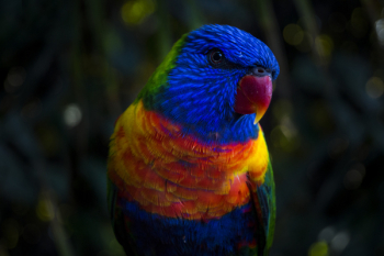 Blue and Red Parakeet Blue and Red Parakeet