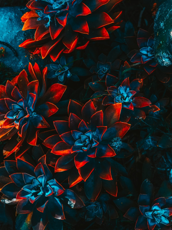 Blue-and-red Plants Blue-and-red Plants
