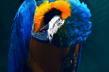 Blue And Yellow Macaw Parrot Blue And Yellow Macaw Parrot