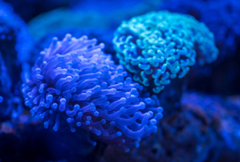 Blue Anemone Blue Anemone