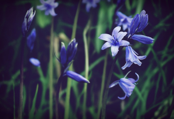 Blue Bells Blue Bells