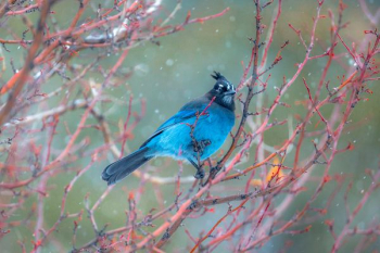 blue bird on tree branch blue bird on tree branch