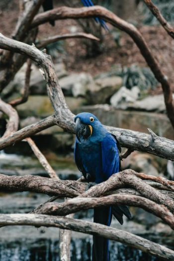 blue bird on tree branch blue bird on tree branch