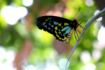 Blue Black Yellow Butterfly Blue Black Yellow Butterfly