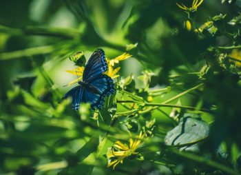 Blue Butterfly Blue Butterfly