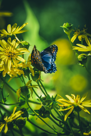 Blue Butterfly Blue Butterfly