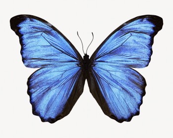 Blue butterfly, animal design | Free Photo - rawpixel Blue butterfly, animal design | Free Photo - rawpixel
