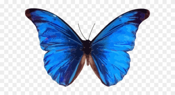 Blue Butterfly Clip Art - Blue Butterfly Clipart Transparent Blue Butterfly Clip Art - Blue Butterfly Clipart Transparent