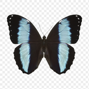 Blue butterfly png sticker, animal | Free PNG - rawpixel Blue butterfly png sticker, animal | Free PNG - rawpixel