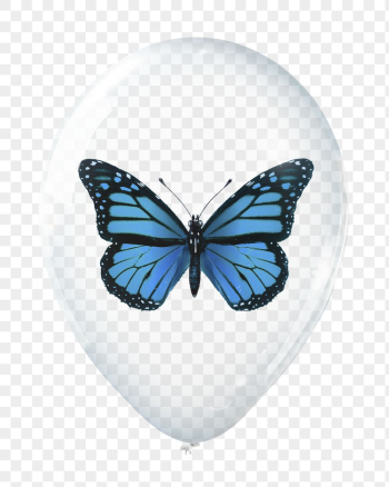 Blue butterfly png sticker, animal | Free PNG - rawpixel Blue butterfly png sticker, animal | Free PNG - rawpixel
