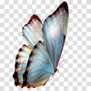 Blue Butterfly transparent background Blue Butterfly transparent background