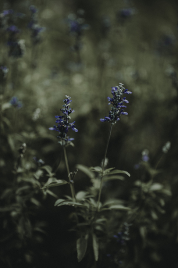 Blue Cluster Flowers Blue Cluster Flowers