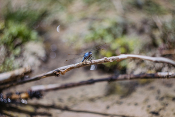 Blue Darner Blue Darner