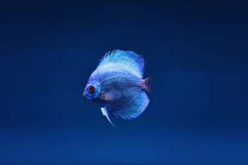 Blue Discus Fish Blue Discus Fish