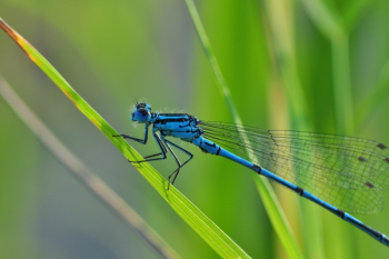 Blue Dragon Fly Blue Dragon Fly