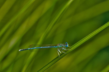 Blue Dragonfly Blue Dragonfly