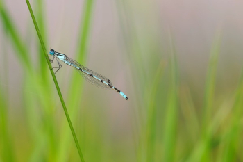 Blue Dragonfly Blue Dragonfly