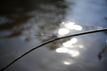 Blue Dragonfly Perch on Tree Branch Blue Dragonfly Perch on Tree Branch