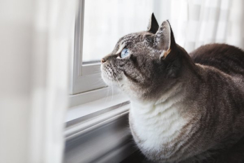 Blue-Eyed Cat Daydreams Blue-Eyed Cat Daydreams